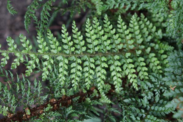 Polystichum setiferum ex 'Bland'