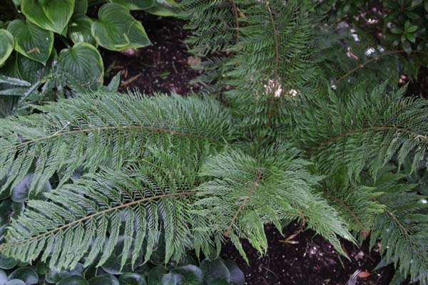 POLYSTICHUM setiferum 'Green Lace'