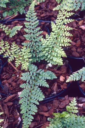 POLYSTICHUM setiferum 'Laxum'