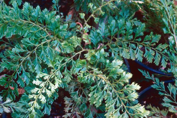 POLYSTICHUM setiferum 'Cristatopinnulum'