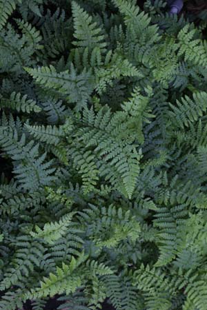 Polystichum setiferum wilde vorm