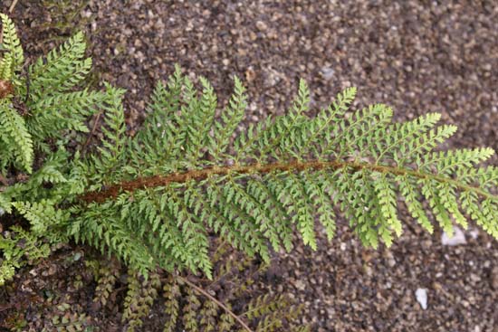 Polystichum setiferum 'Wollastonii'