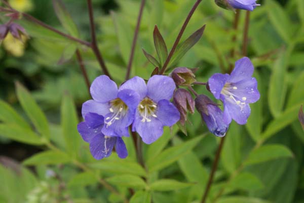 Polemonium 'Sonia's Bluebell'