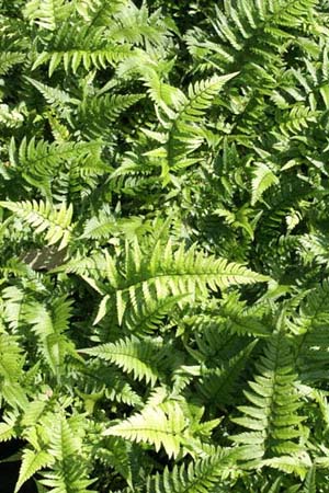 POLYSTICHUM tsus-simense