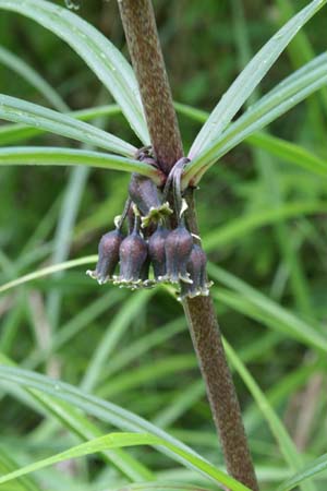 Polygonatum verticillatum