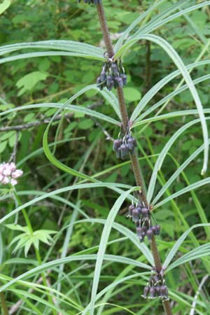 Polygonatum verticillatum