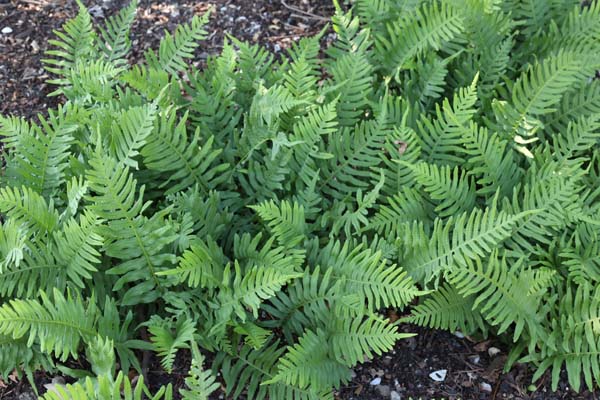 Polypodium vulgare