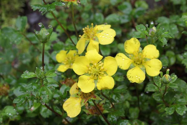 Potentilla eriocarpa