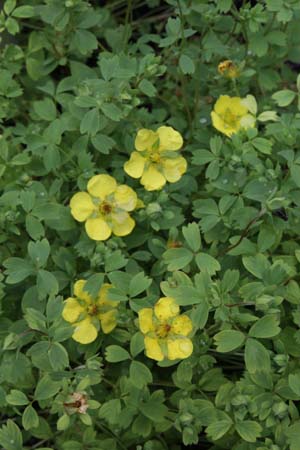 Potentilla eriocarpa