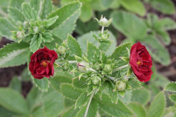 Potentilla 'Etna'