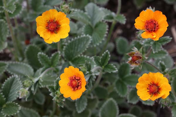 Potentilla sp. ex CC (coll. Himalaya)