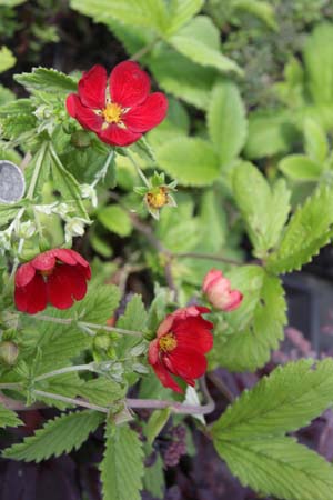 Potentilla 'Flamboyant'