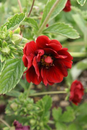 Potentilla 'Flambeau'