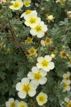 Potentilla fruticosa 'Vilmoriniana'