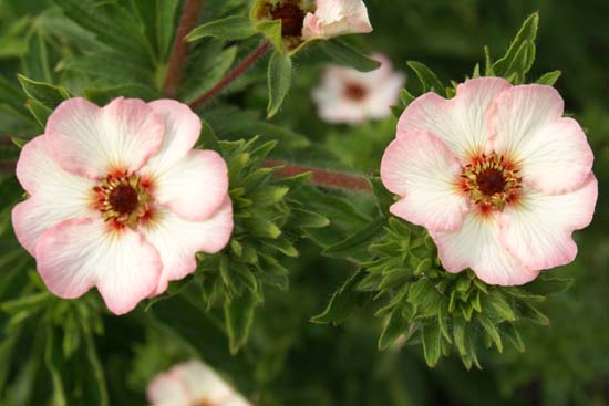 Potentilla x hopwoodiana