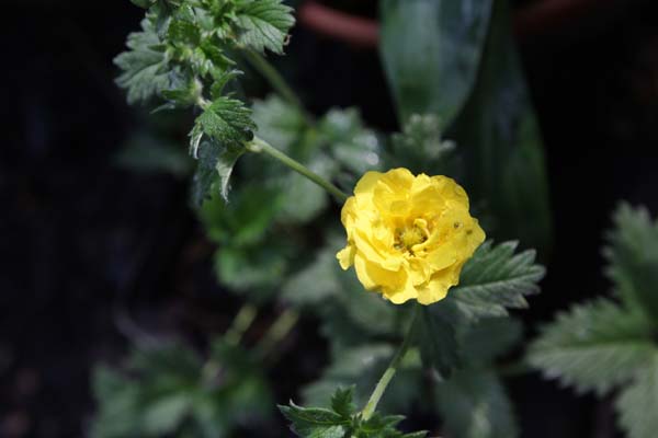 Potentilla 'Mont d'Or'