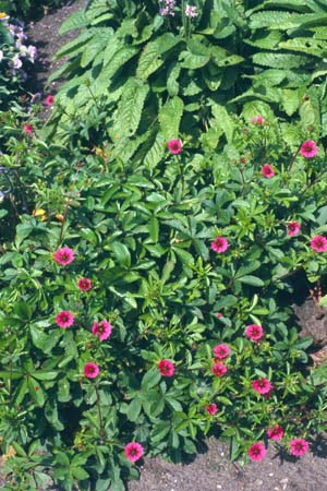 Potentilla nepalensis 'Ron McBeath'