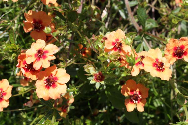 Potentilla x tonguei