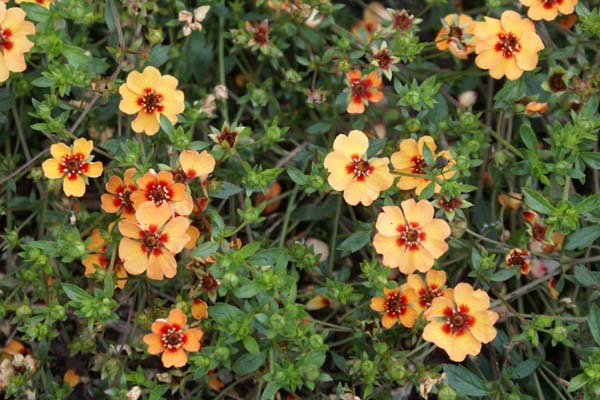 Potentilla x tonguei