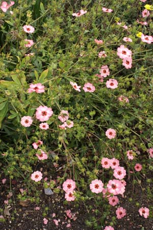 Potentilla x hopwoodiana