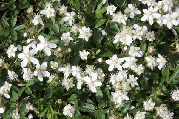 Potentilla tridentata 'Nuuk'