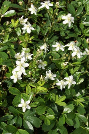 Potentilla tridentata 'Nuuk'