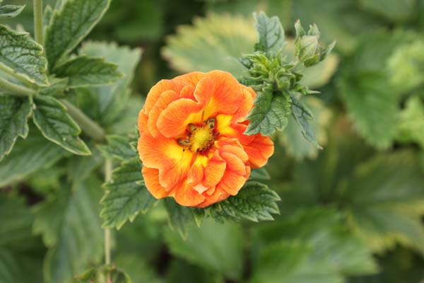 Potentilla 'William Rollinson'