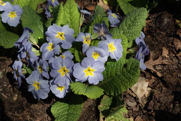 Primula 'Barnhaven Blues'