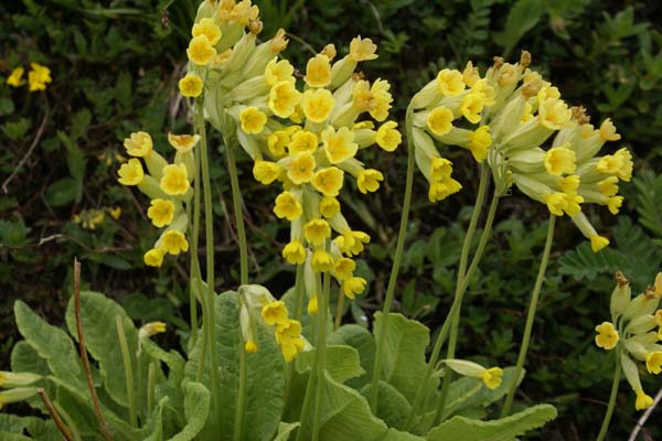 Primula elatior