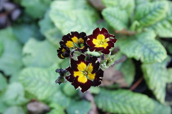 PRIMULA 'Gilded Ginger'