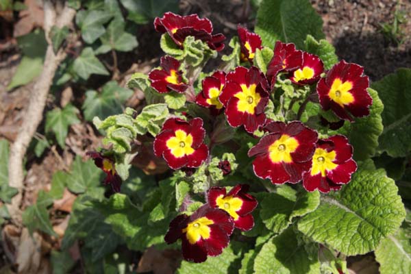 Primula 'Gold Laced Jack in the Green'