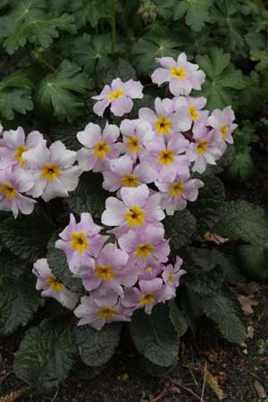 Primula 'Guinevere'