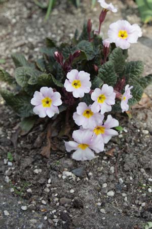 Primula 'Guinevere'