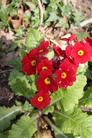 Primula 'Indian Red'