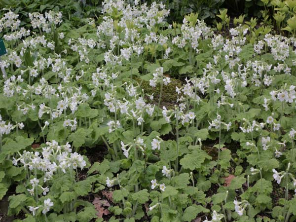 Primula kisoana 'Alba'