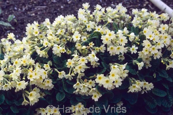 Primula 'McWatt's Cream'