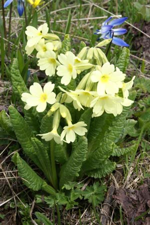 Primula ruprechtii