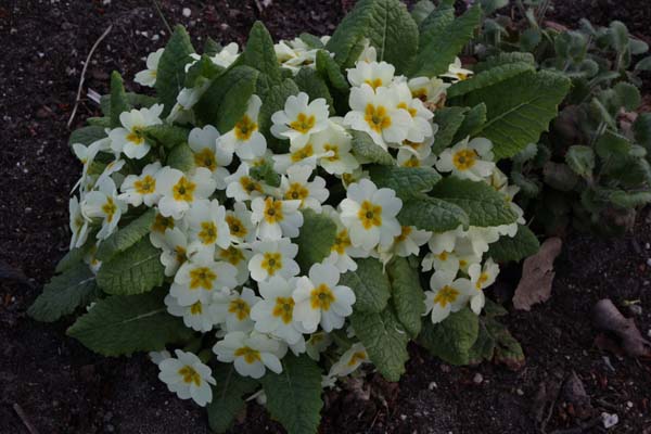 PRIMULA vulgaris 'English Snow'