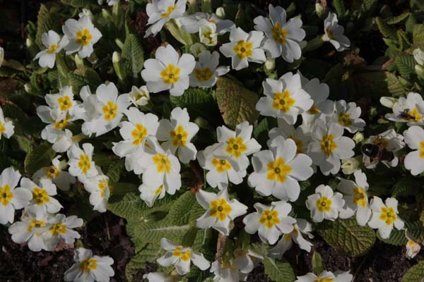 Primula vulgaris (wilde vorm)