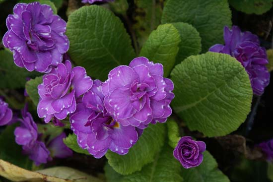 Primula vulgaris 'Marie Crousse'