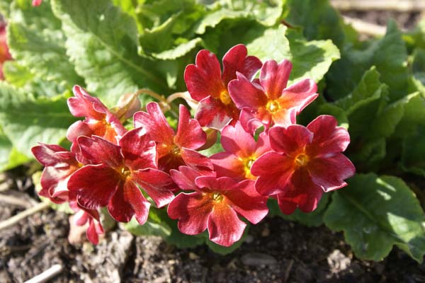 Primula 'Wanda Tomato Red'