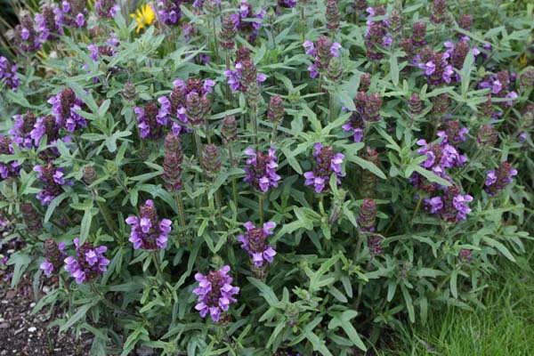 Prunella grandiflora 'Freelander Blue'