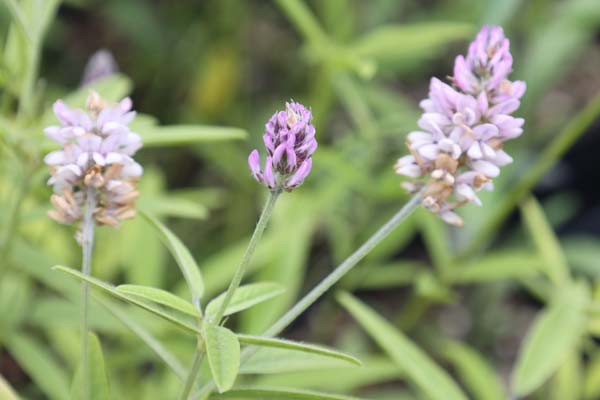 Psoralea onobrychis (syn. Orbexilum o.)