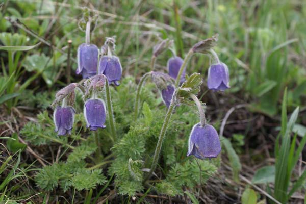 Pulsatilla albana