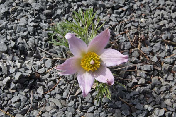 Pulsatilla ambigua