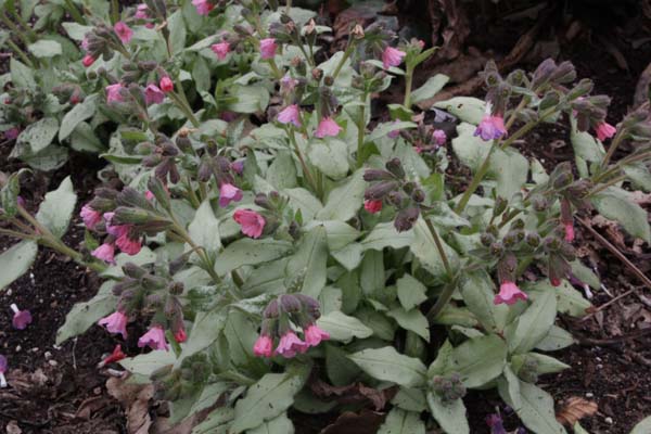 Pulmonaria 'Blakes Silver'