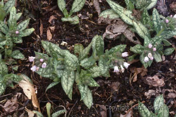 Pulmonaria 'Opal'