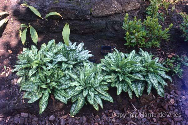 Pulmonaria 'Opal'