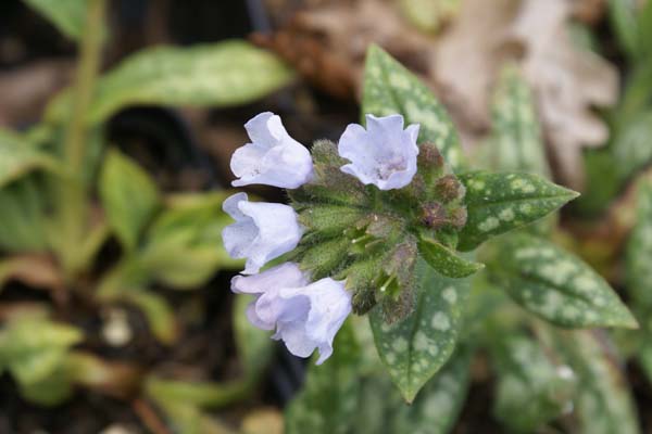 Pulmonaria 'Opal'