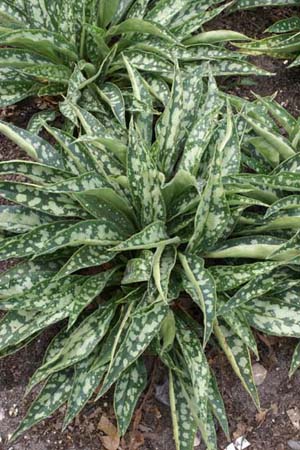 Pulmonaria 'Raspberry Splash'